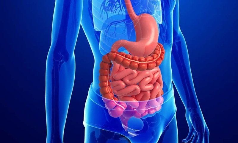 Sâm Cau Có Tác Dụng Gì? 5+ Tác Dụng Của Sâm Cau Trong Sức Khoẻ 11 sam-cau-co-tac-dung-gi
