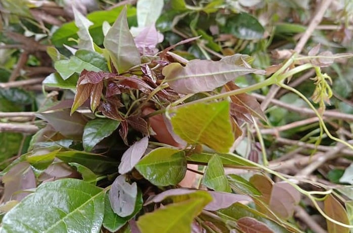 Công dụng của Chè Dây trong hỗ trợ điều trị đau dạ dày! 11 cach-dung-che-day