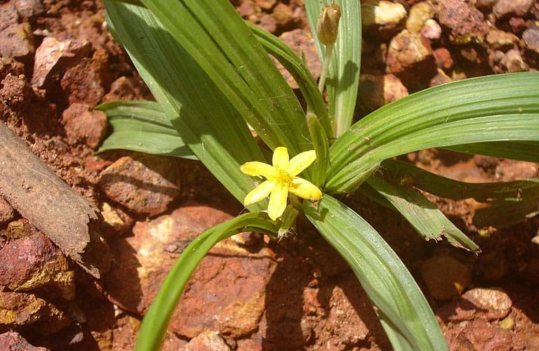 Sâm Cau Có Tác Dụng Gì? 5+ Tác Dụng Của Sâm Cau Trong Sức Khoẻ 7 sam-cau-co-tac-dung-gi