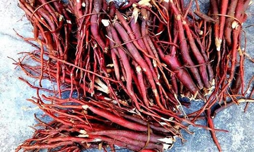 cach-ngam-ruou-sam-cau