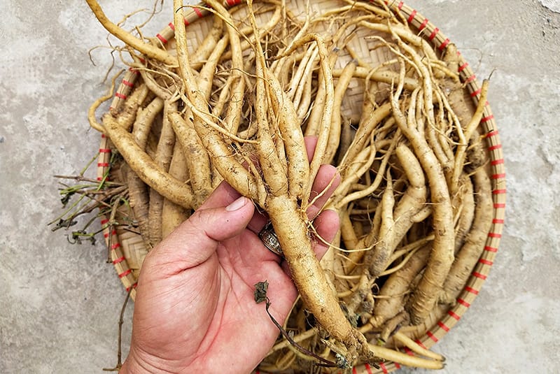 Phân Biệt Cao Đẳng Sâm Thật Giả – Hướng Dẫn Chi Tiết Để Chọn Sản Phẩm Chất Lượng 6 phan-biet-cao-dang-sam-that-gia