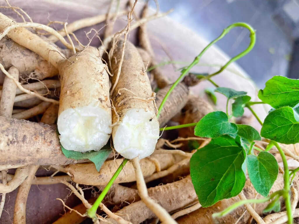 cao-dang-sam-da-nang