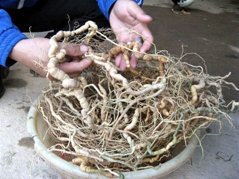 cong-dung-cua-ba-kich