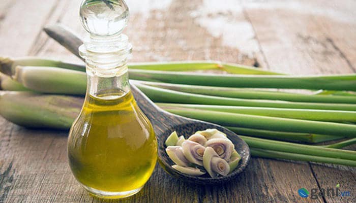 Mua tinh dầu sả ở Huế năm 2025 - Món quà đến từ thiên nhiên Tây Giang 8 mua-tinh-dau-sa-o-hue