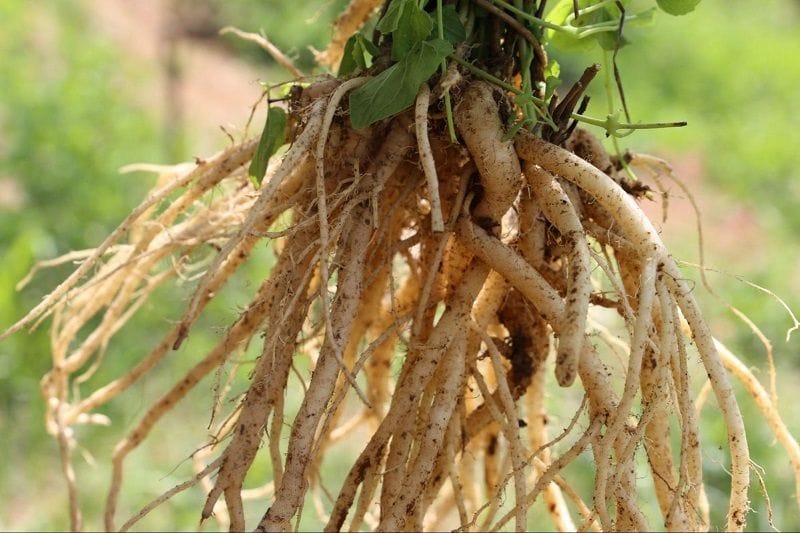 Cách Sử Dụng Cao Đẳng Sâm - Hướng Dẫn Chi Tiết Để Tối Ưu Hiệu Quả 7 cach-su-dung-cao-dang-sam