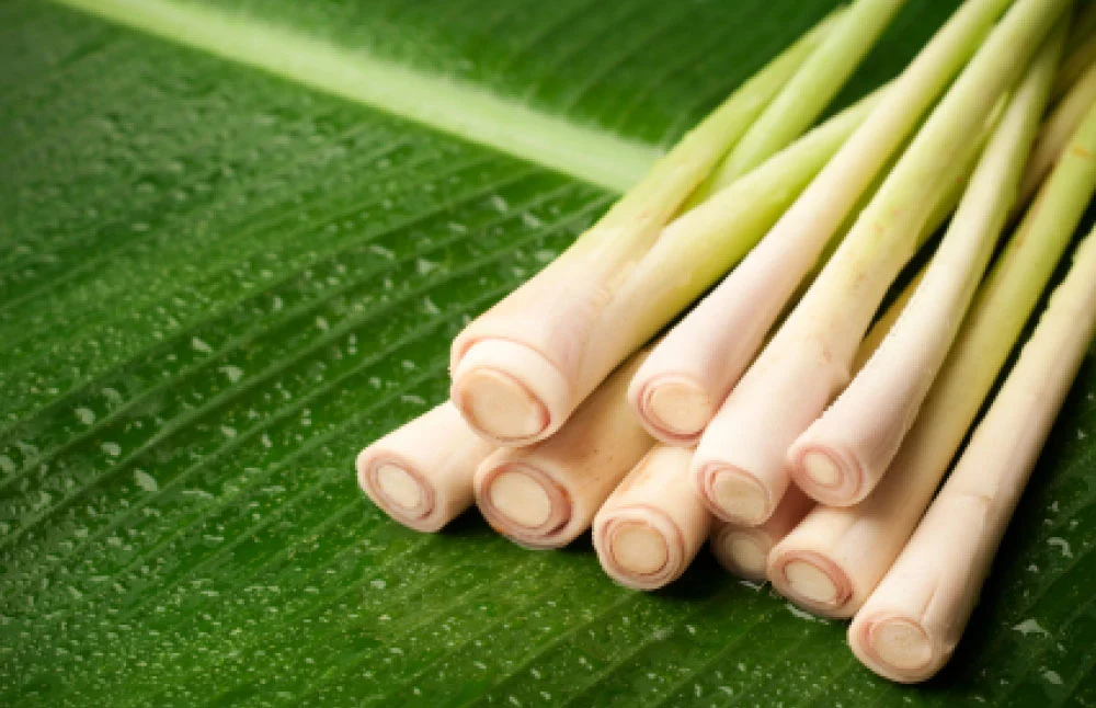 2 Cách Nhận Biết Tinh Dầu Sả Hương Tây Giang Và Sả Chanh Nhanh Nhất 7 cach-nhan-biet-tinh-dau-sa-huong-Tay-Giang