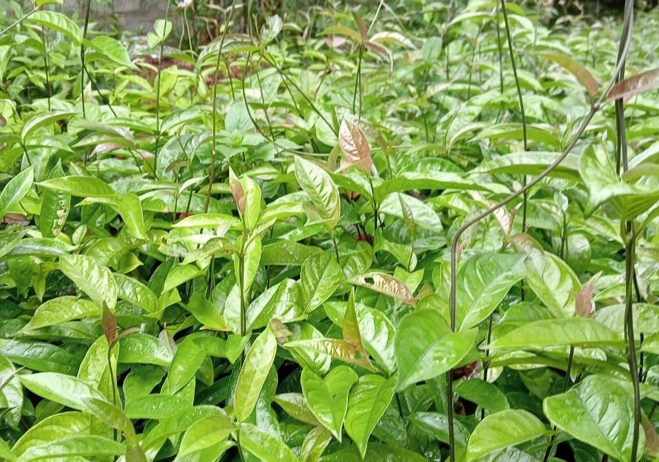 Ba kích là gì? Có bao nhiêu loại Ba kích? 12 cay-ba-kich