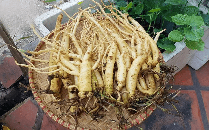 Mua Cao Đẳng Sâm Tây Giang tại Lâm Đồng – Sản Phẩm Dược Liệu Tự Nhiên Cho Sức Khỏe 9 mua-cao-dang-sam-tay-giang-tai-lam-dong