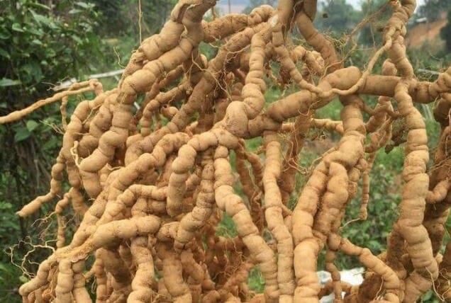 cong-dung-cua-ba-kich