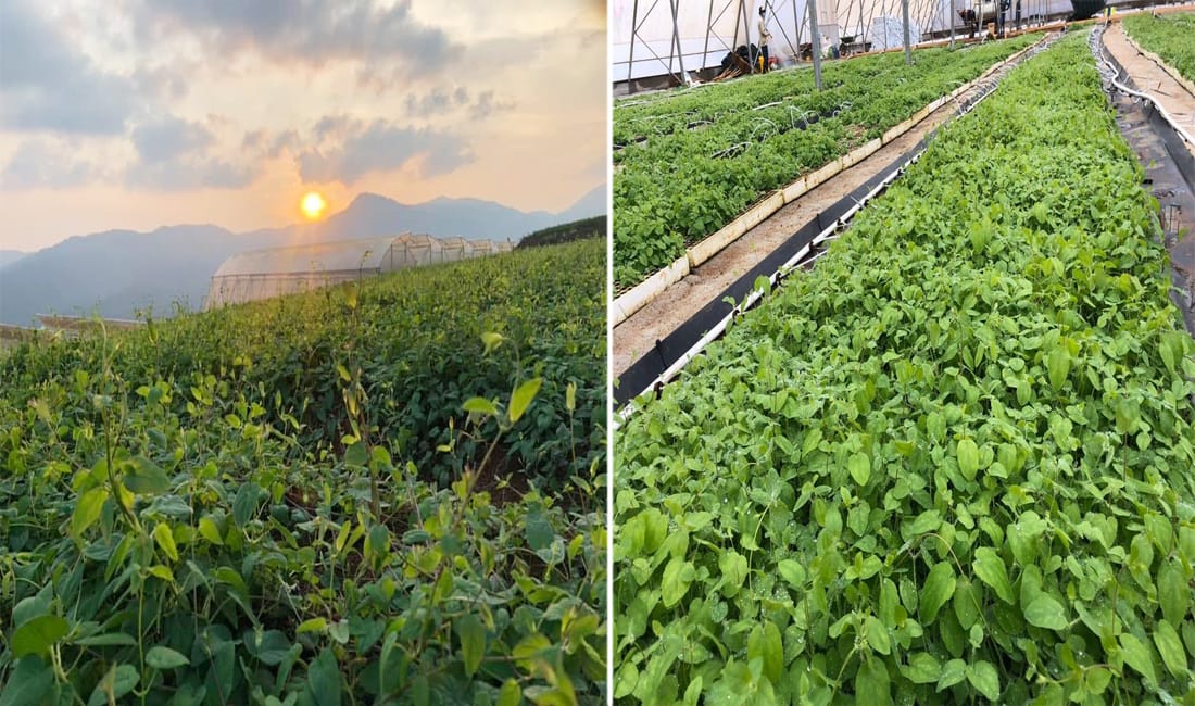 Mua cao đẳng sâm Tây Giang tại Kon Tum – Bí quyết bồi bổ sức khỏe từ thiên nhiên 11 mua-cao-dang-tay-giang-tai-kon-tum