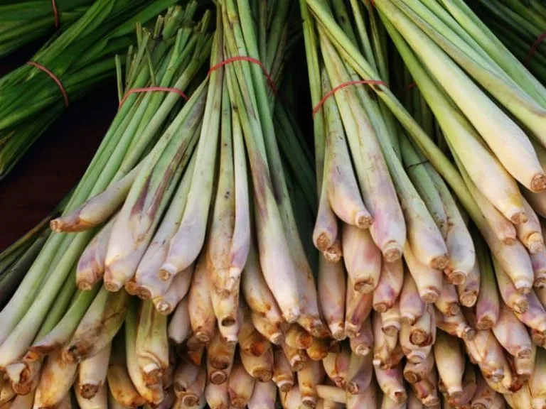 mua-tinh-dau-sa-o-dak-lak