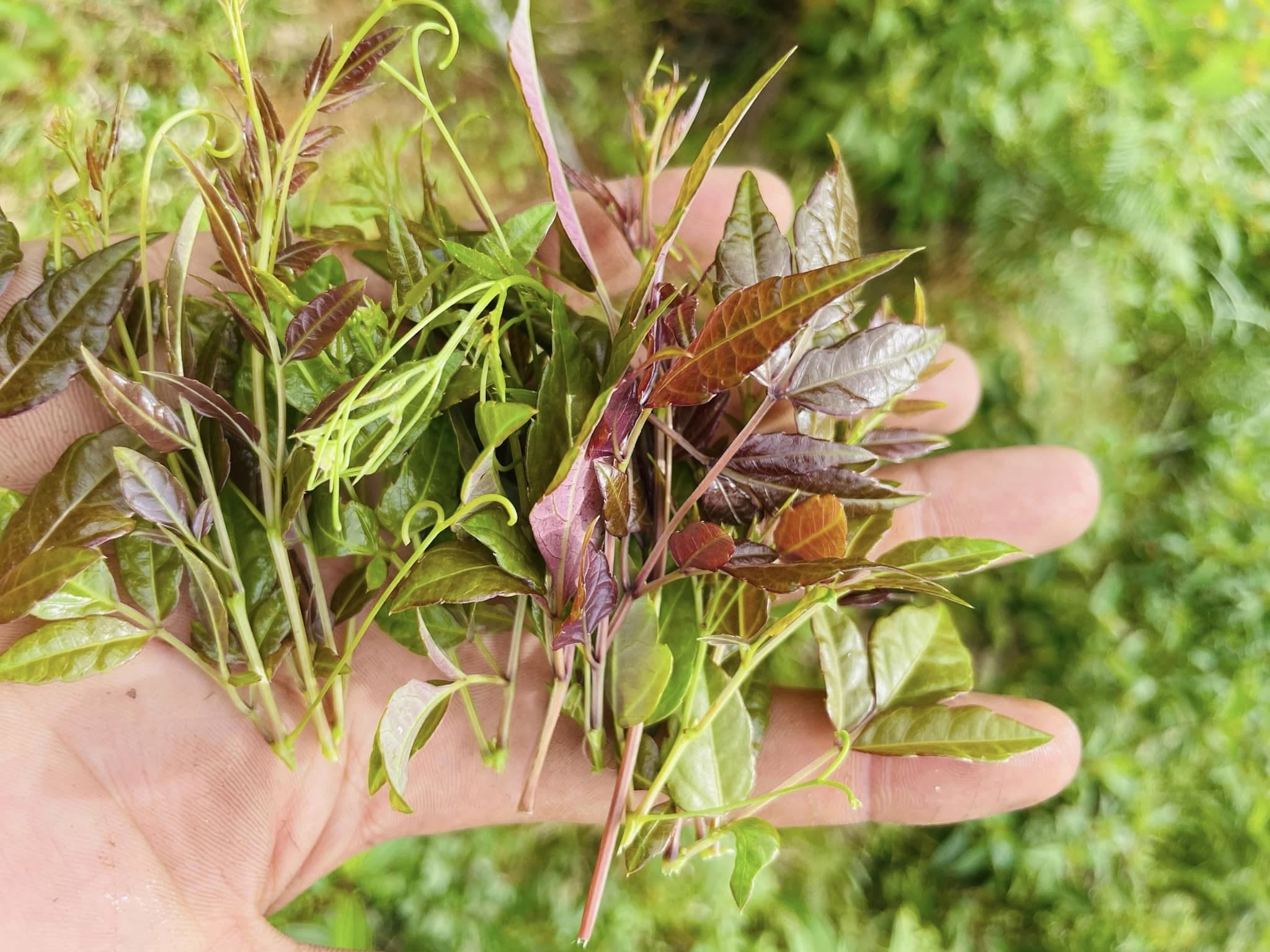 Chè Dây Tây Giang - Hái Ngọn, Giữ Vị, Đậm Chất Núi Rừng! 19 mua-che-day