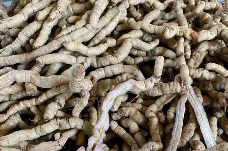Ngâm rượu Ba Kích với kỷ tử được không? 18 ba-kich-tay-giang-ranvi