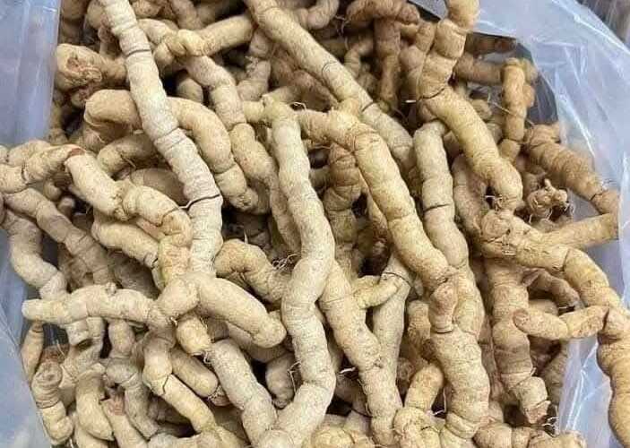 Mua Ba Kích Tím Đà Nẵng chính hãng? 9 ba-kich-tim-da-nang