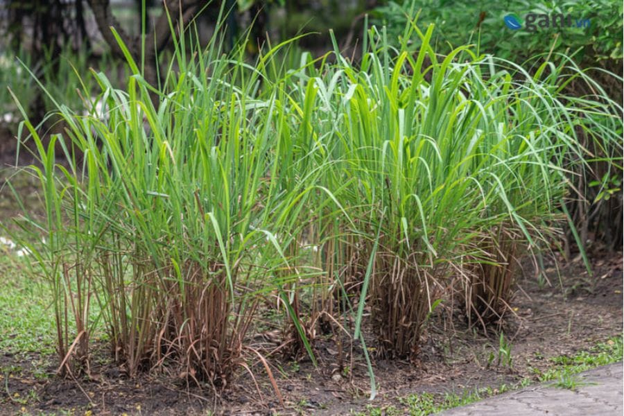 Tinh dầu sả Bình Phước – Tận hưởng hương thơm từ đất đỏ bazan 5 tinh-dau-sa-binh-phuoc