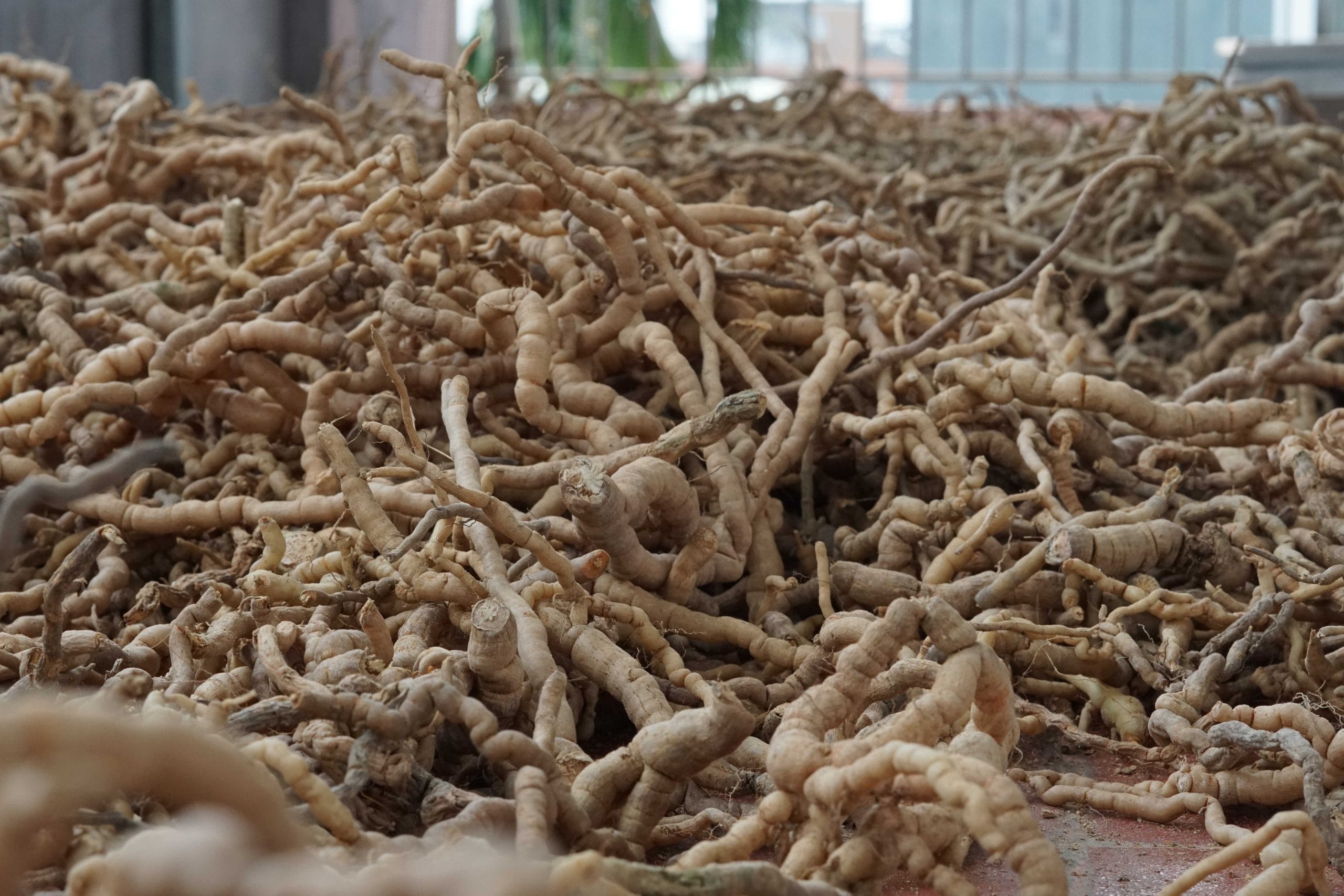 Ba Kích khô Tây Giang rút ruột loại 1 (200gr) 10 mua-ba-kich-kho