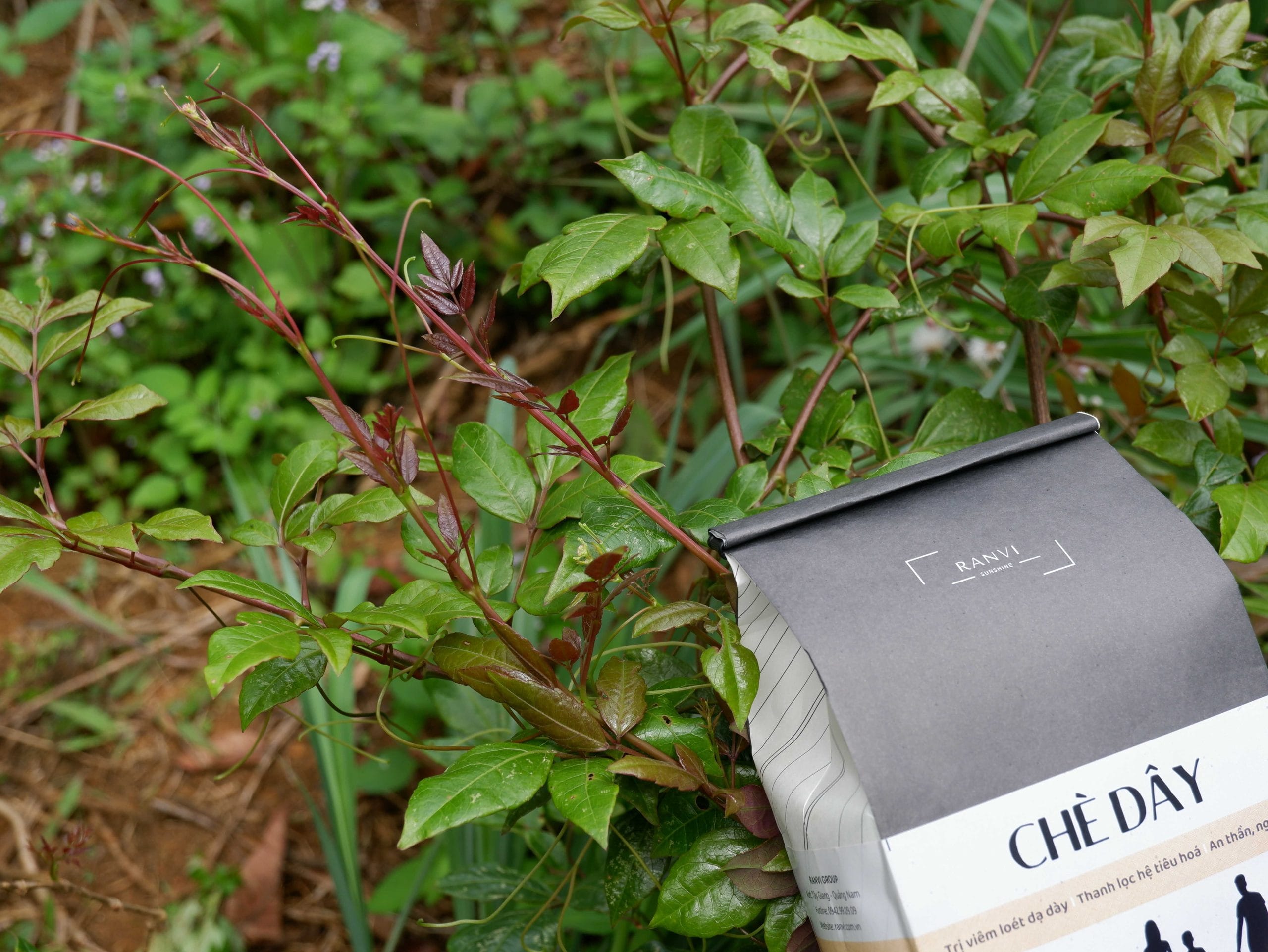 Chè Dây - Giải pháp "LÀNH" cho người đau dạ dày, mất ngủ! 15 che-day-co-tac-dung-gi