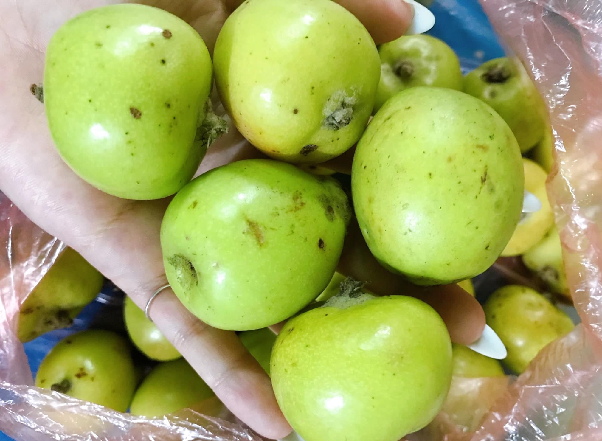 Táo Mèo là gì? Công dụng, cách dùng và những điều cần biết! 16 qua-tao-meo-tay-giang