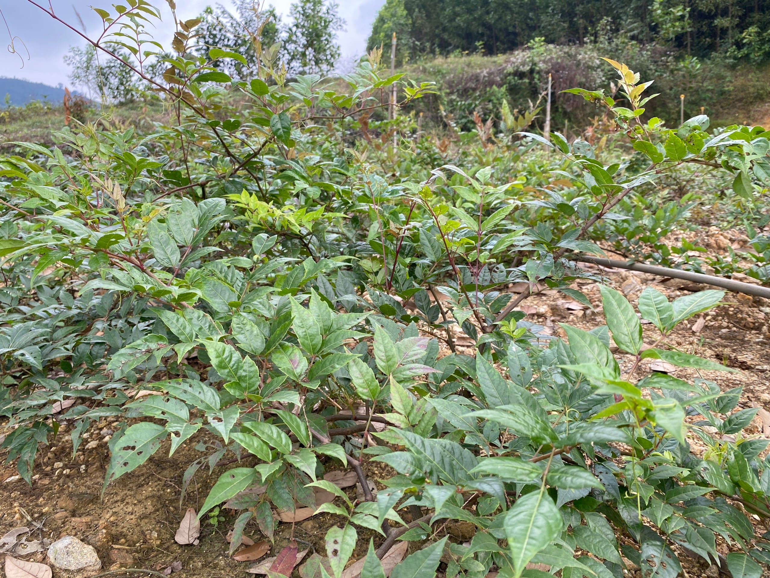Thân cây chè dây có tác dụng gì? Top 3 lợi ích cho dạ dày và giấc ngủ! 11 than-cay-che-day-co-tac-dung-gi