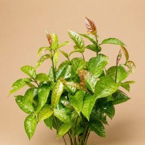 cây giống ba kích tím