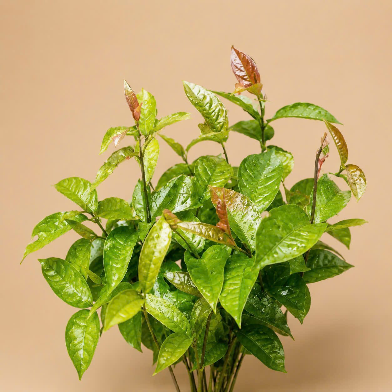 Cây giống Ba Kích tím