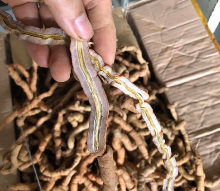 Lõi ba kích có độc không?