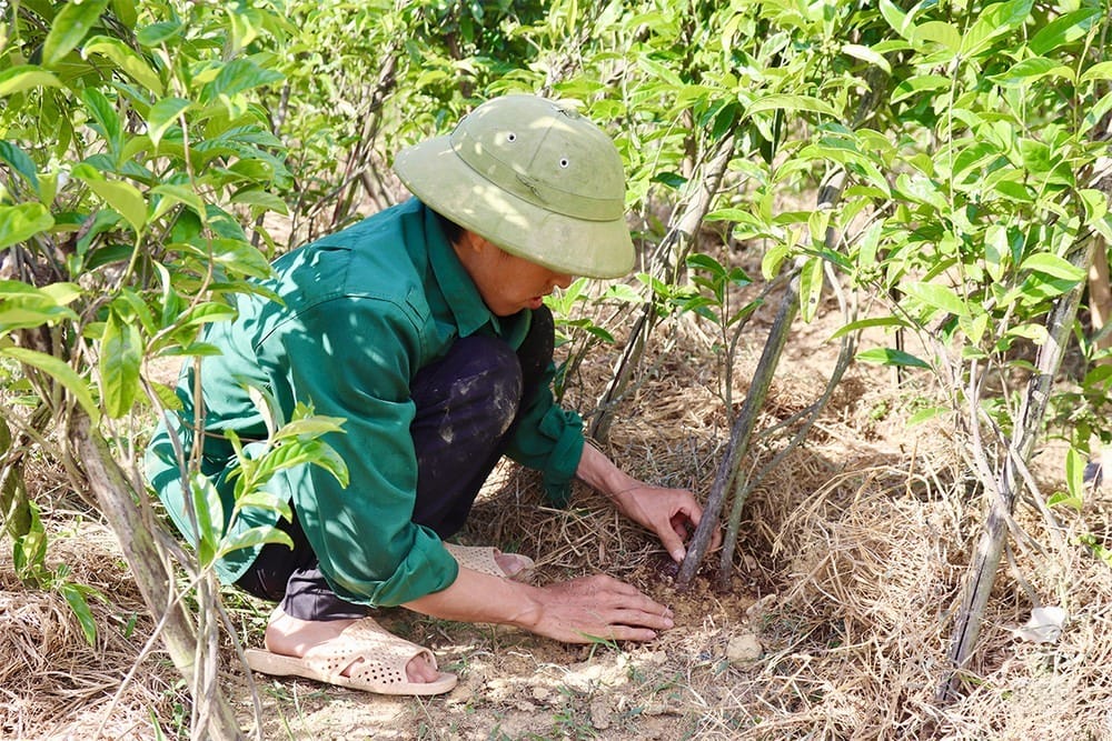 Giống Ba Kích tím Quảng Nam