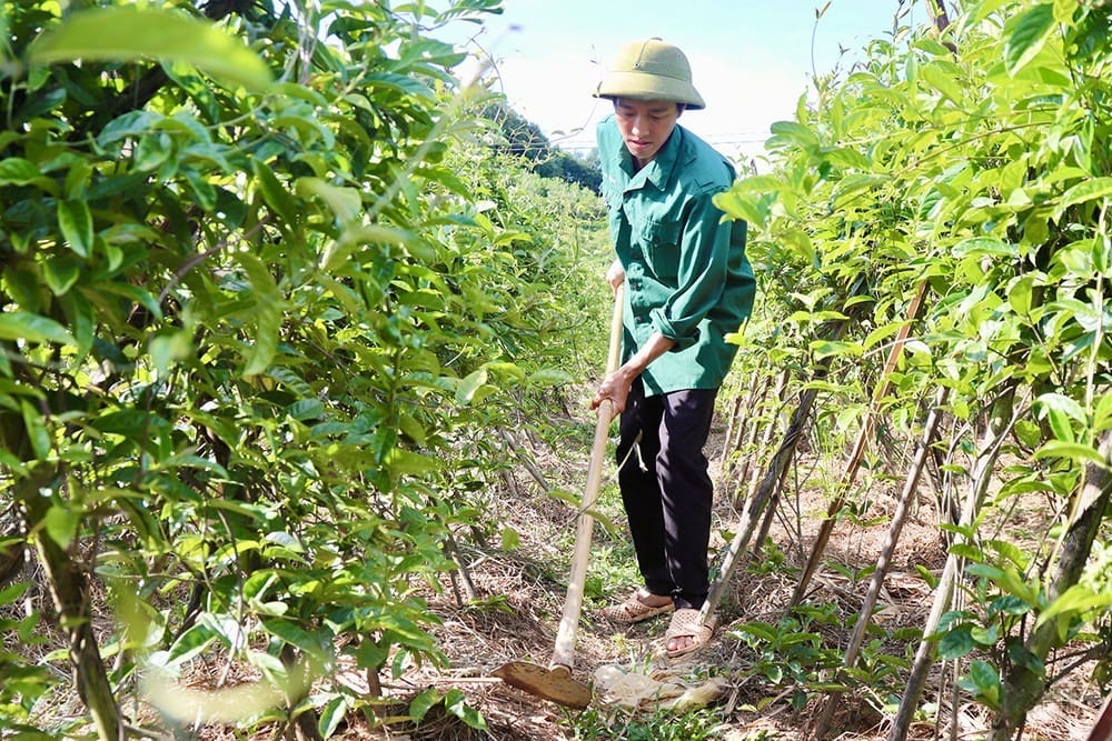 kinh nghiệm Trồng Ba Kích
