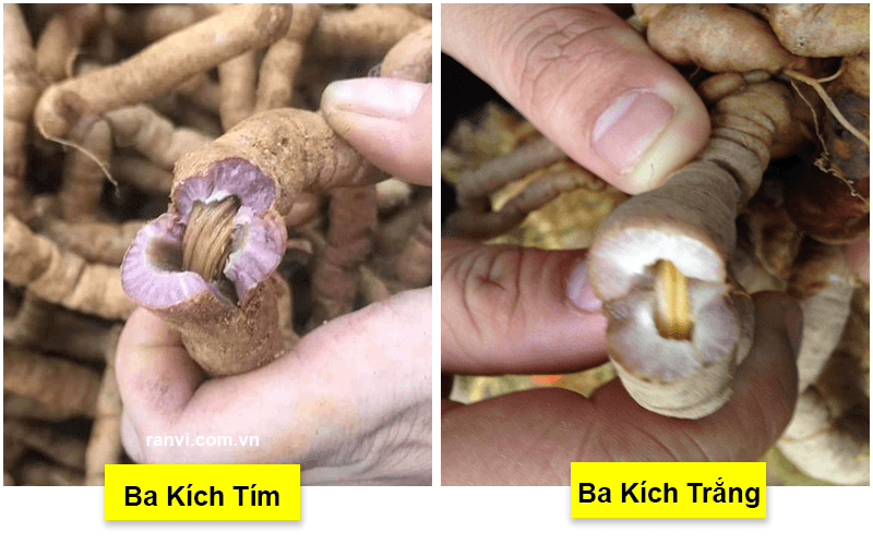 Phân biệt ba kích rừng và ba kích trồng – nên chọn loại nào? 6 Củ ba Kích tím