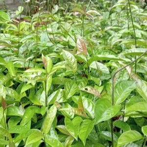 Mua cây giống Ba Kích