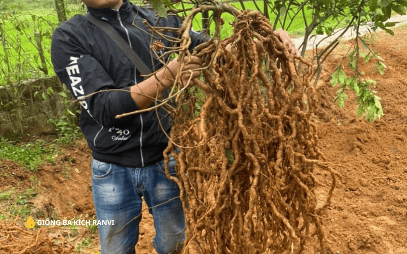 Kinh nghiệm trồng Ba Kích tím