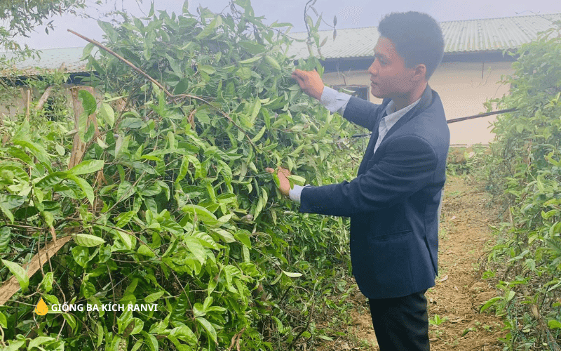 Ba Kích tím trồng miền Nam được không?