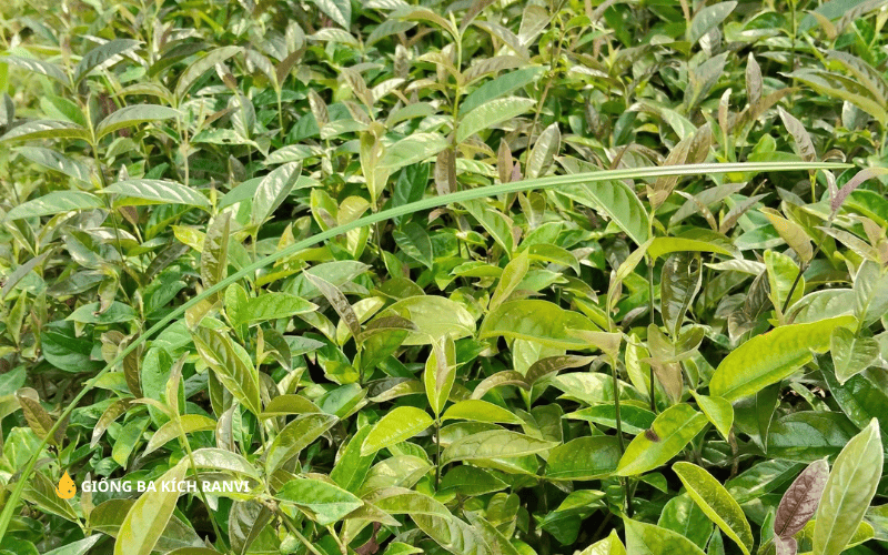 Cách nhân giống cây ba kích đơn giản tại nhà! 13 Ươm cây Ba Kích.