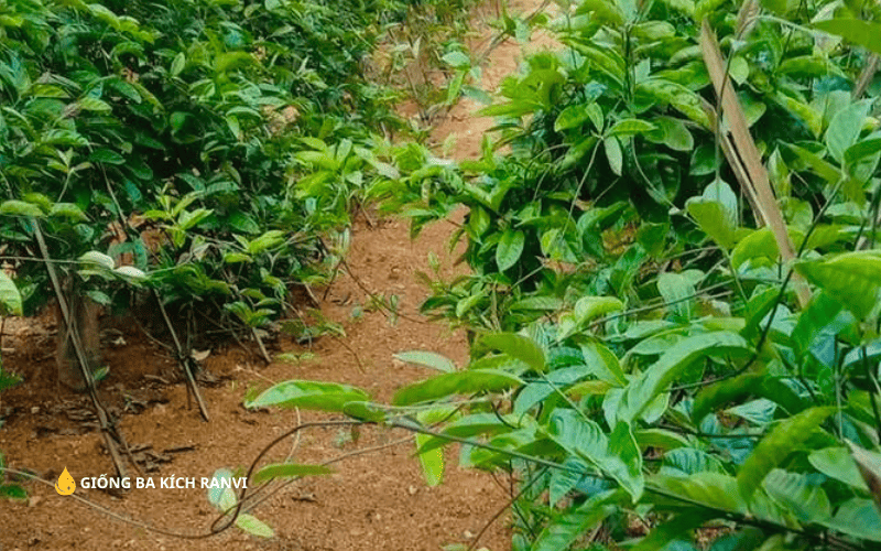 kinh nghiệm Trồng Ba Kích