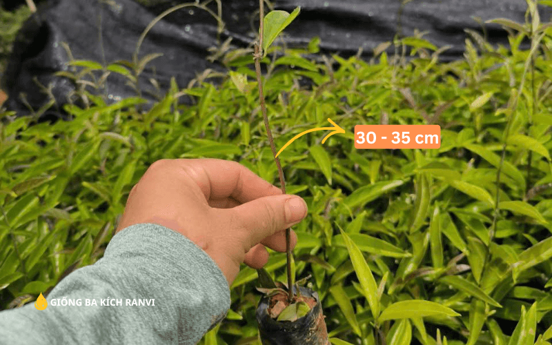 Cây Giống Ba Kích Tím tại Bình Phước