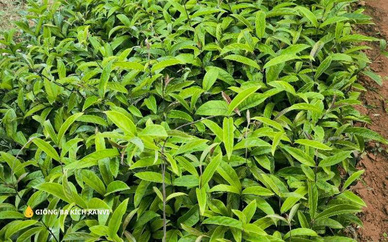 cây giống ba kích