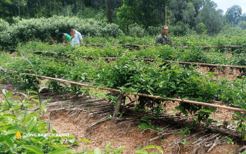Cây Giống Ba Kích Tím tại Bình Phước - Alo Ranvi có hàng ngay! 10 Cây Giống Ba Kích Tím tại Bình Phước