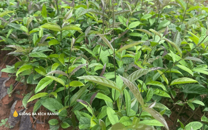 Cây giống Ba Kích tím Quảng Nam