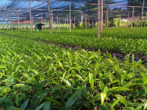 Mua giống cây ba kích tím ở đâu