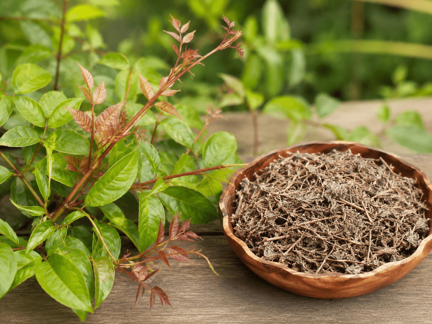 Chè Dây Quảng Trị – Trà Thảo Mộc Hỗ Trợ Dạ Dày 11 Mua chè dây tại Quảng Trị