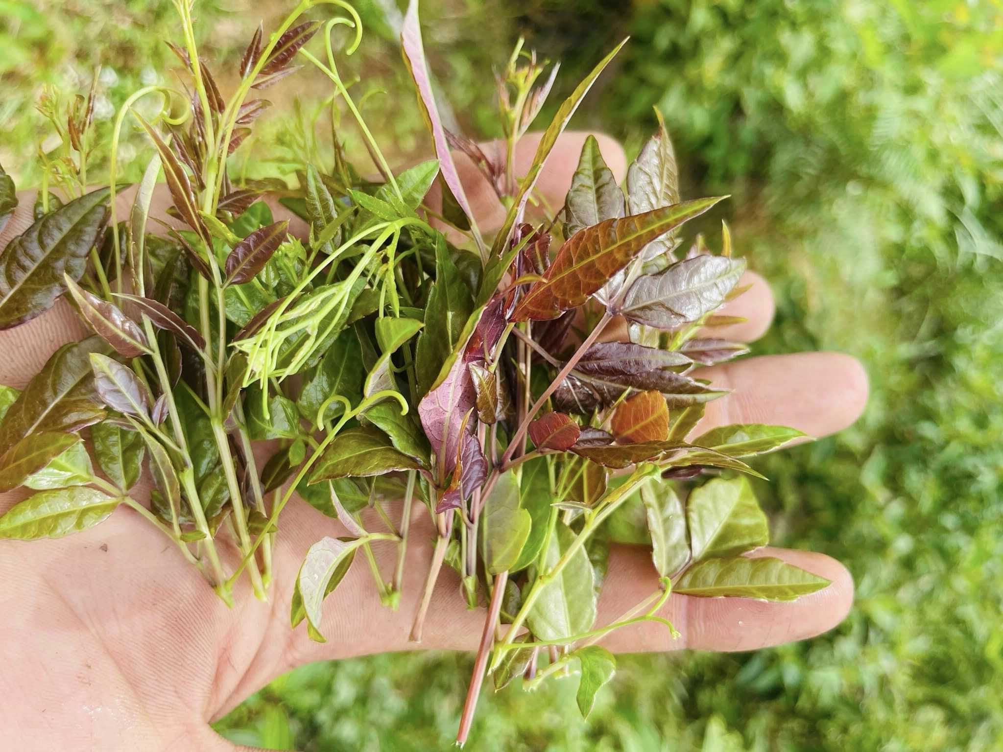 Chè dây uống bao lâu thì ngưng