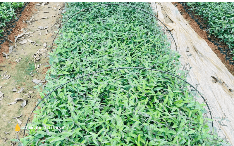 Mua giống cây ba kích tím ở đâu
