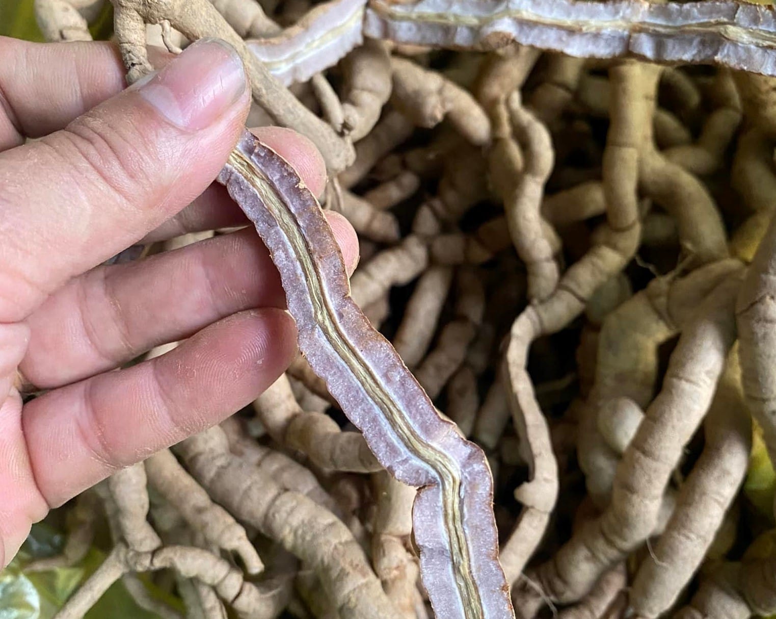 Củ Ba Kích Tím Tây Giang