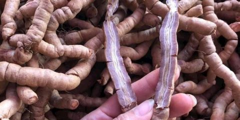 Ngâm Rượu Ba Kích Với Gì?
